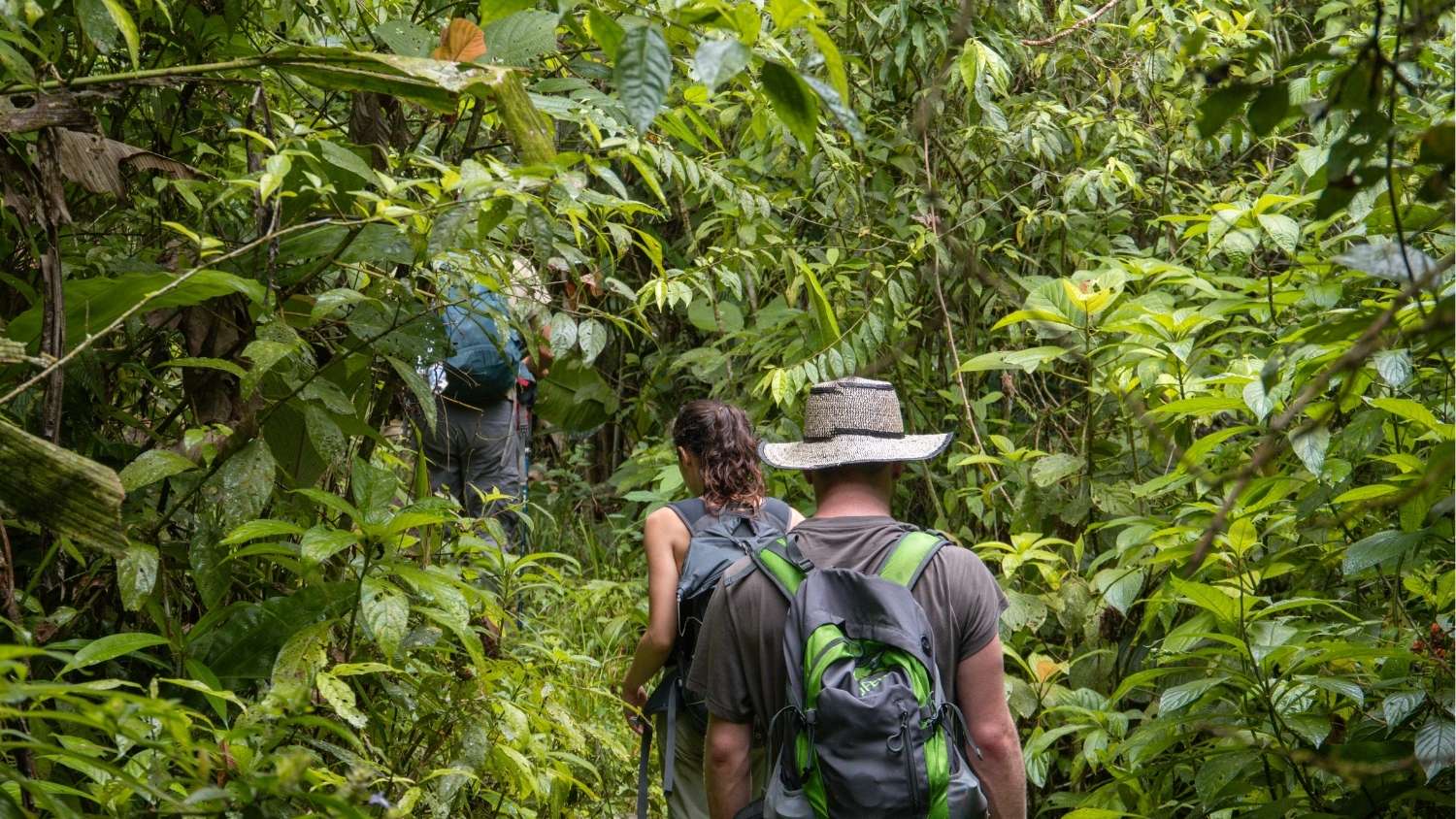 Hikers navigating dense tropical rainforest in Santa Fe National Park
