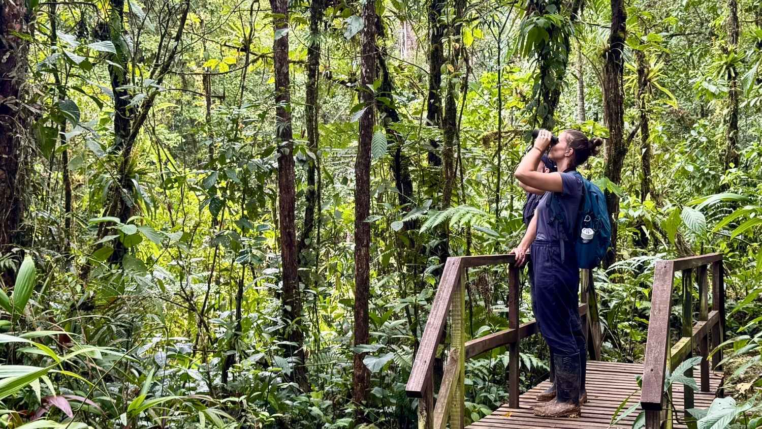 Person birdwatching in lush forest
