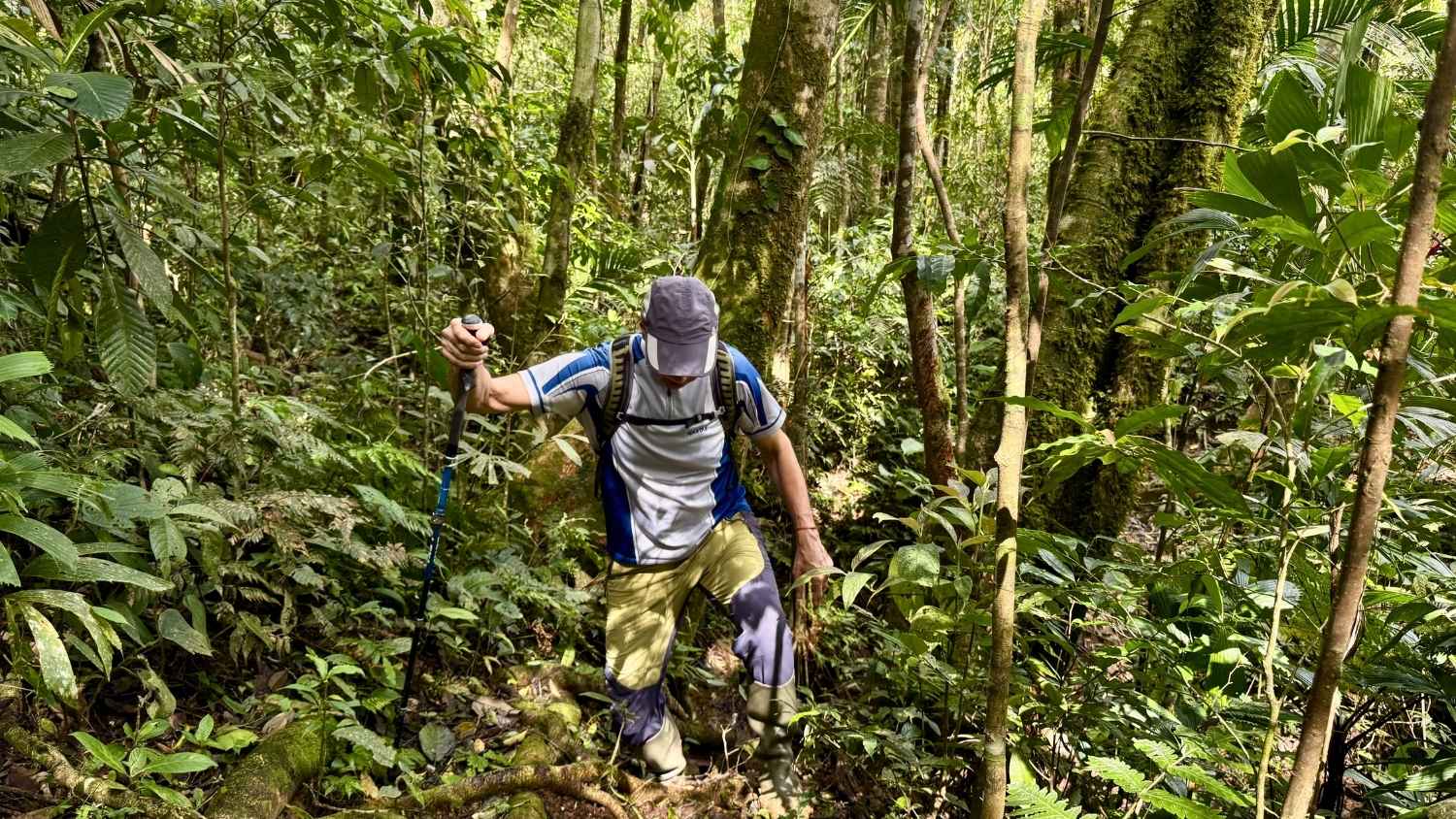 Person hiking through dense jungle in Santa Fe Veraguas