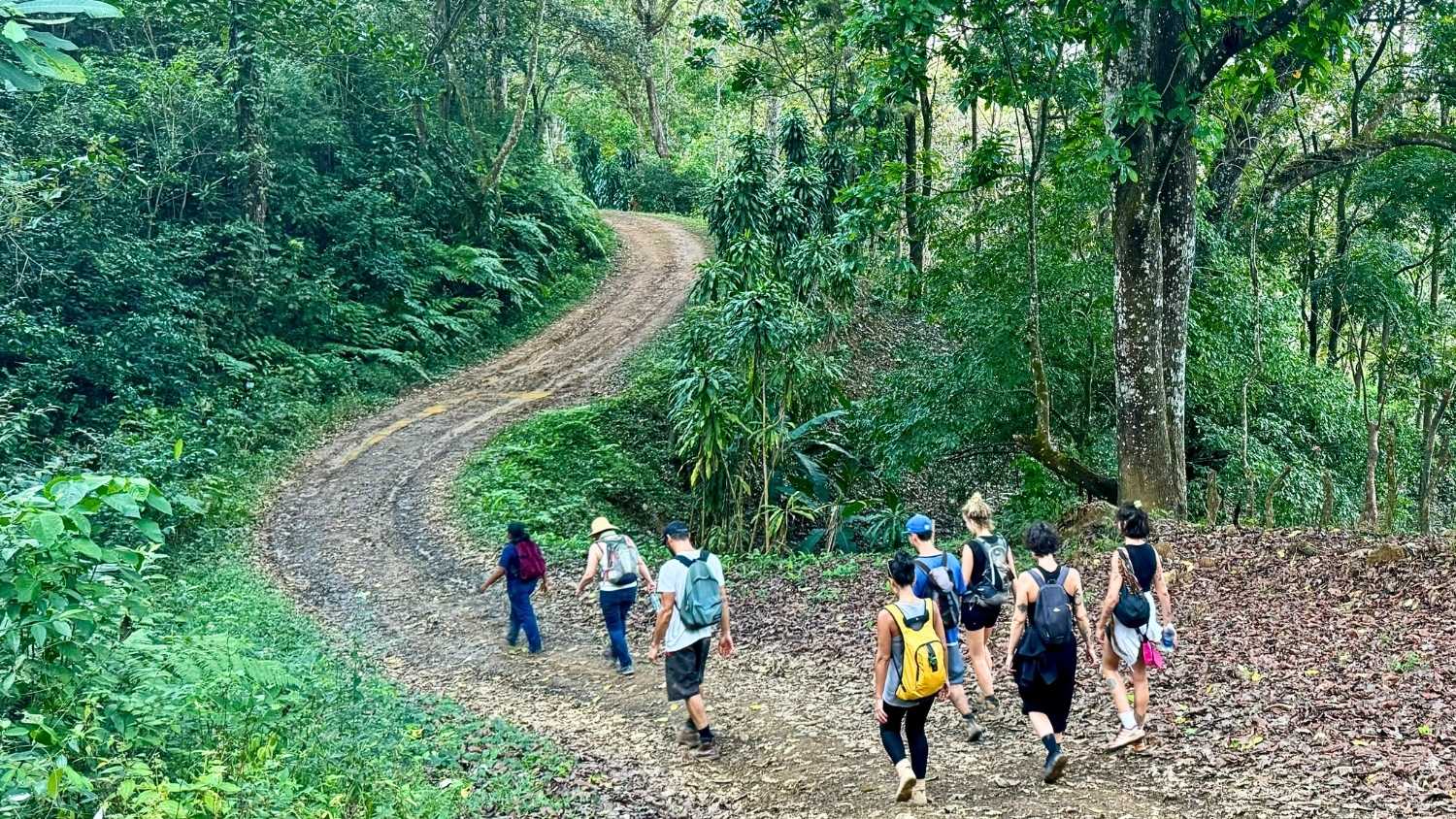 Group hiking on a forest trail