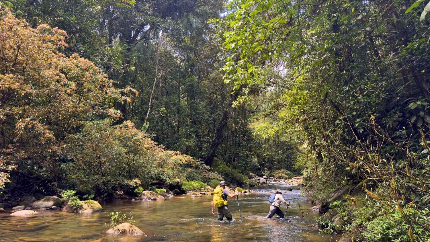 Two people crossing a river in the rainforest