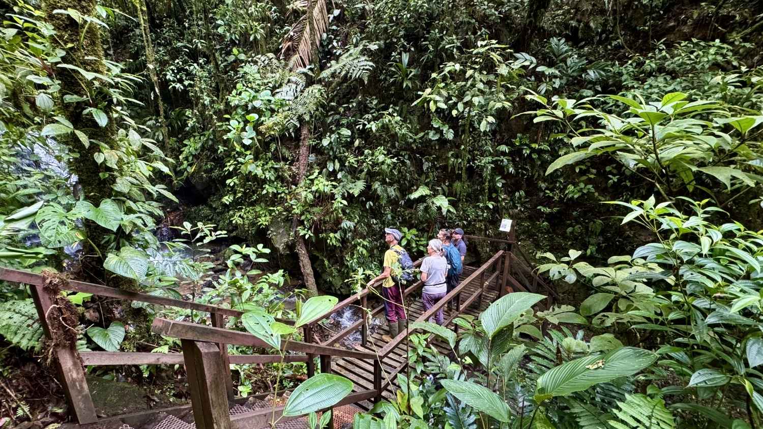 people observing tropical vegetation walking on wood stairs
