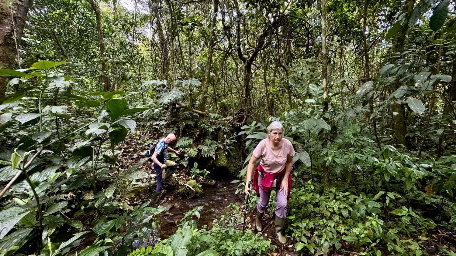 Two hikers in lush jungle
