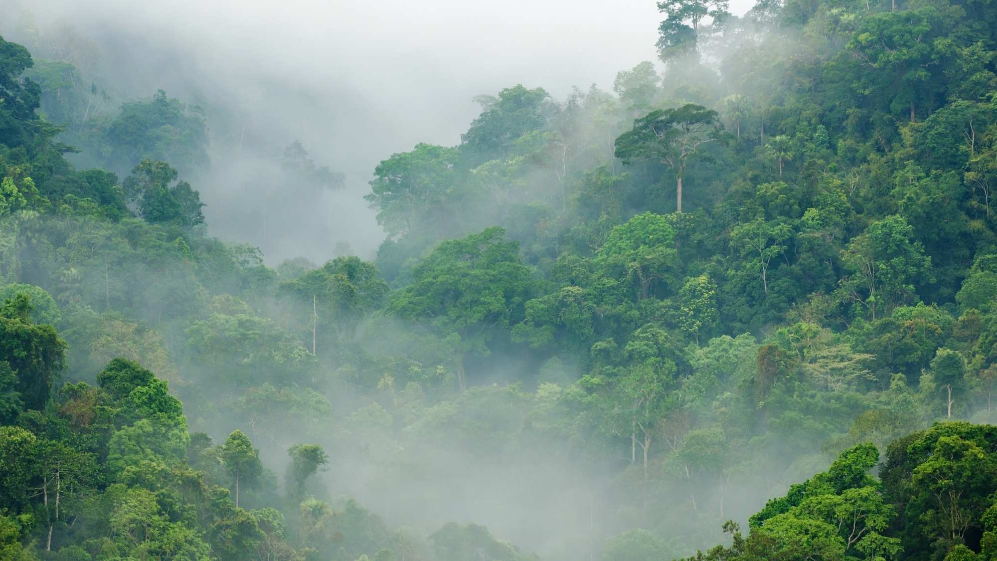 Lush green forest shrouded in mist