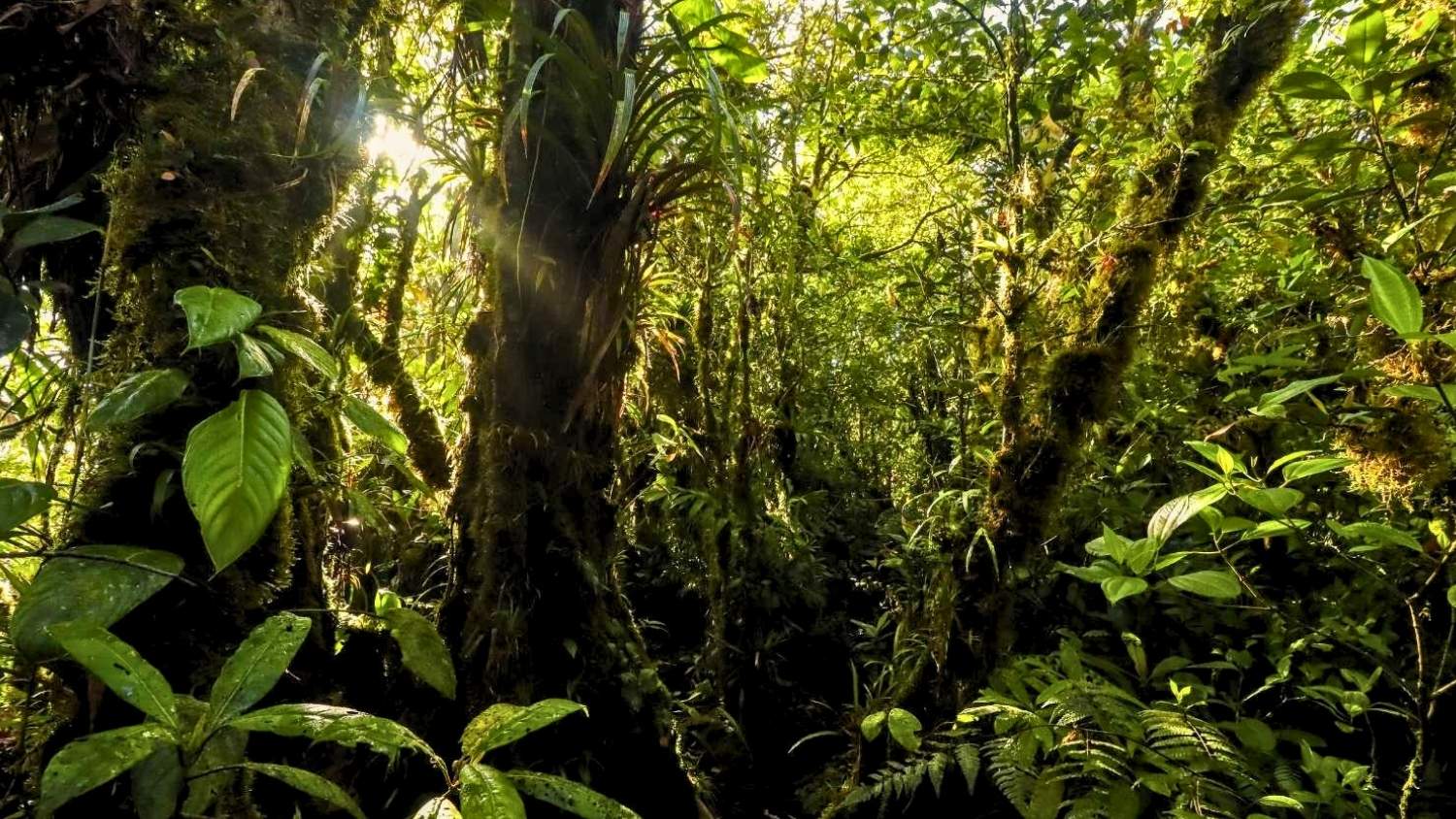 Lush green jungle with sunlight filtering in Santa Fe National Park
