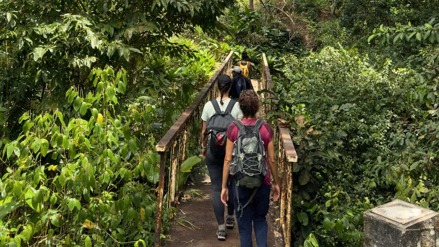 hikers crossing a lush bridge in Panama