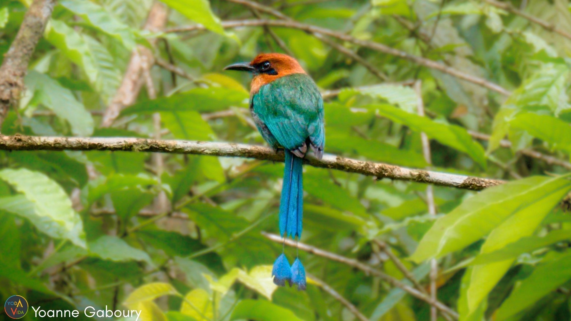 Broad billed Motmot Electron platyrhynchum