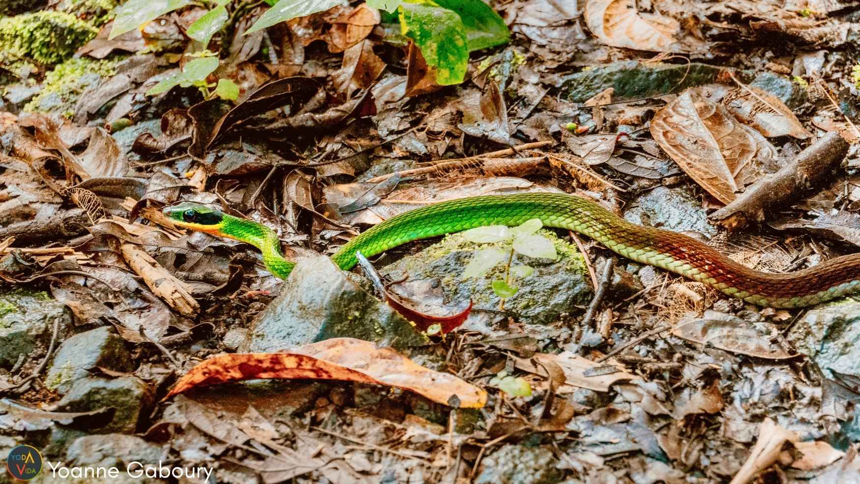Green snake on brown leaves