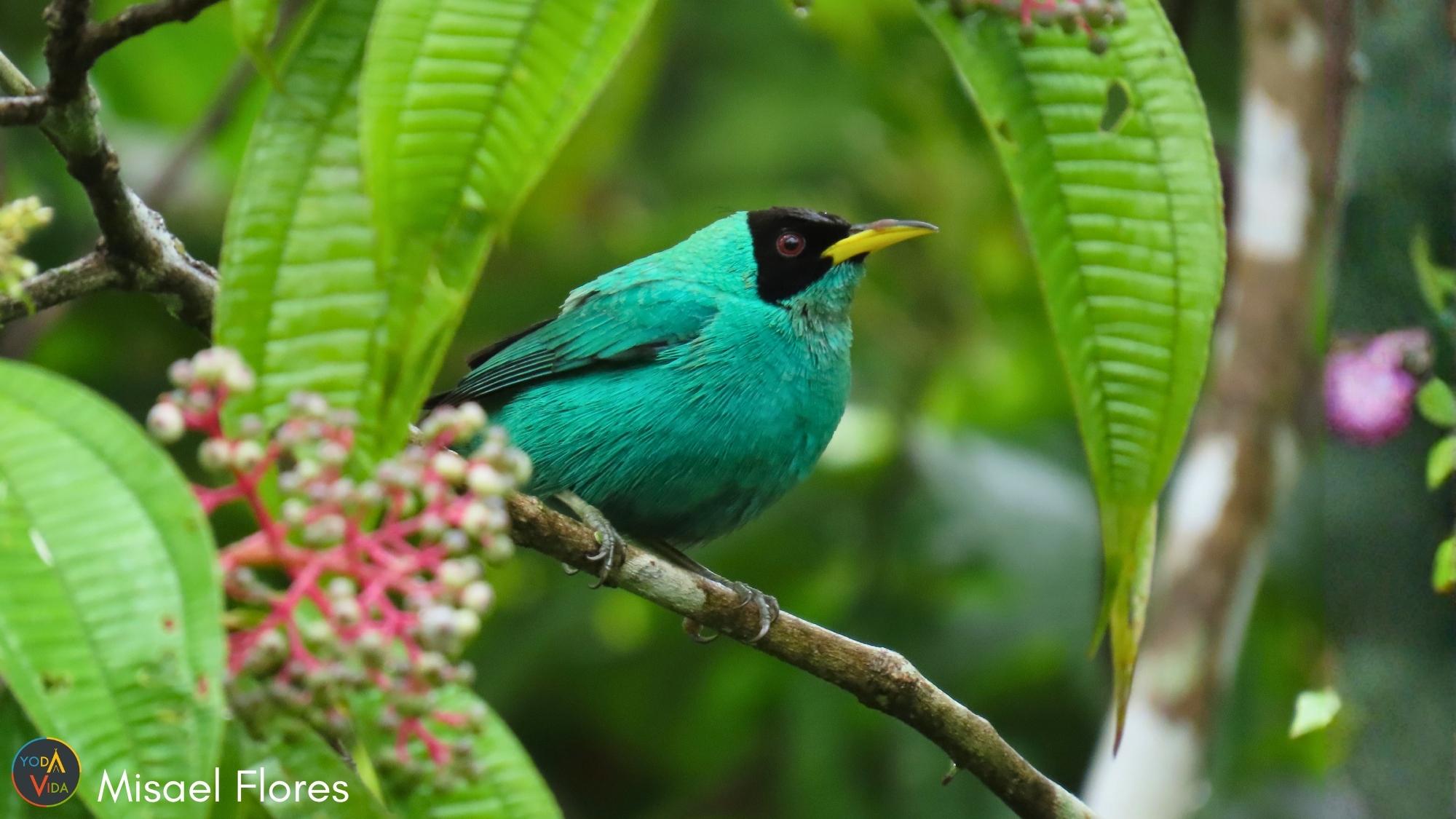Green Honeycreeper Chlorophanes spiza