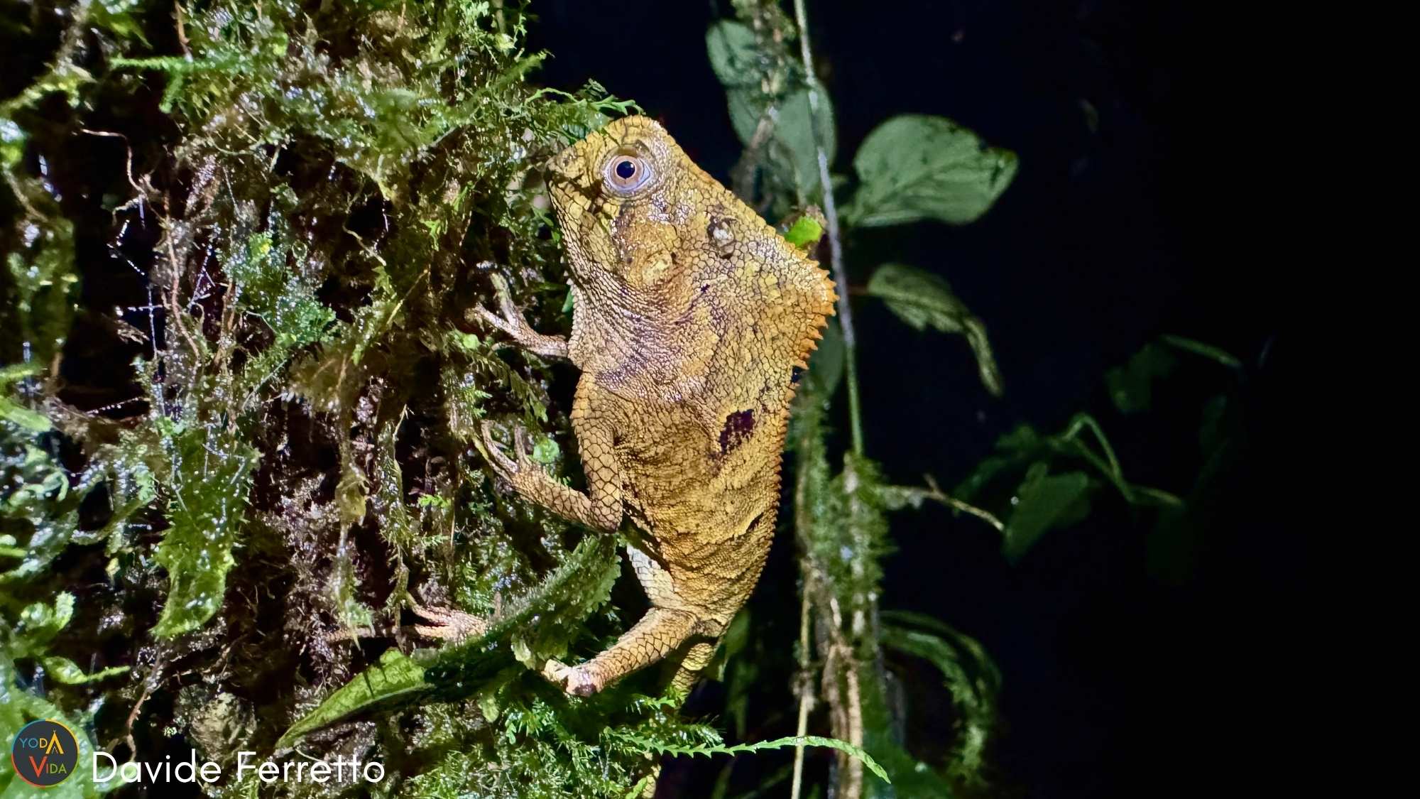 Lizard camouflaged on mossy surface