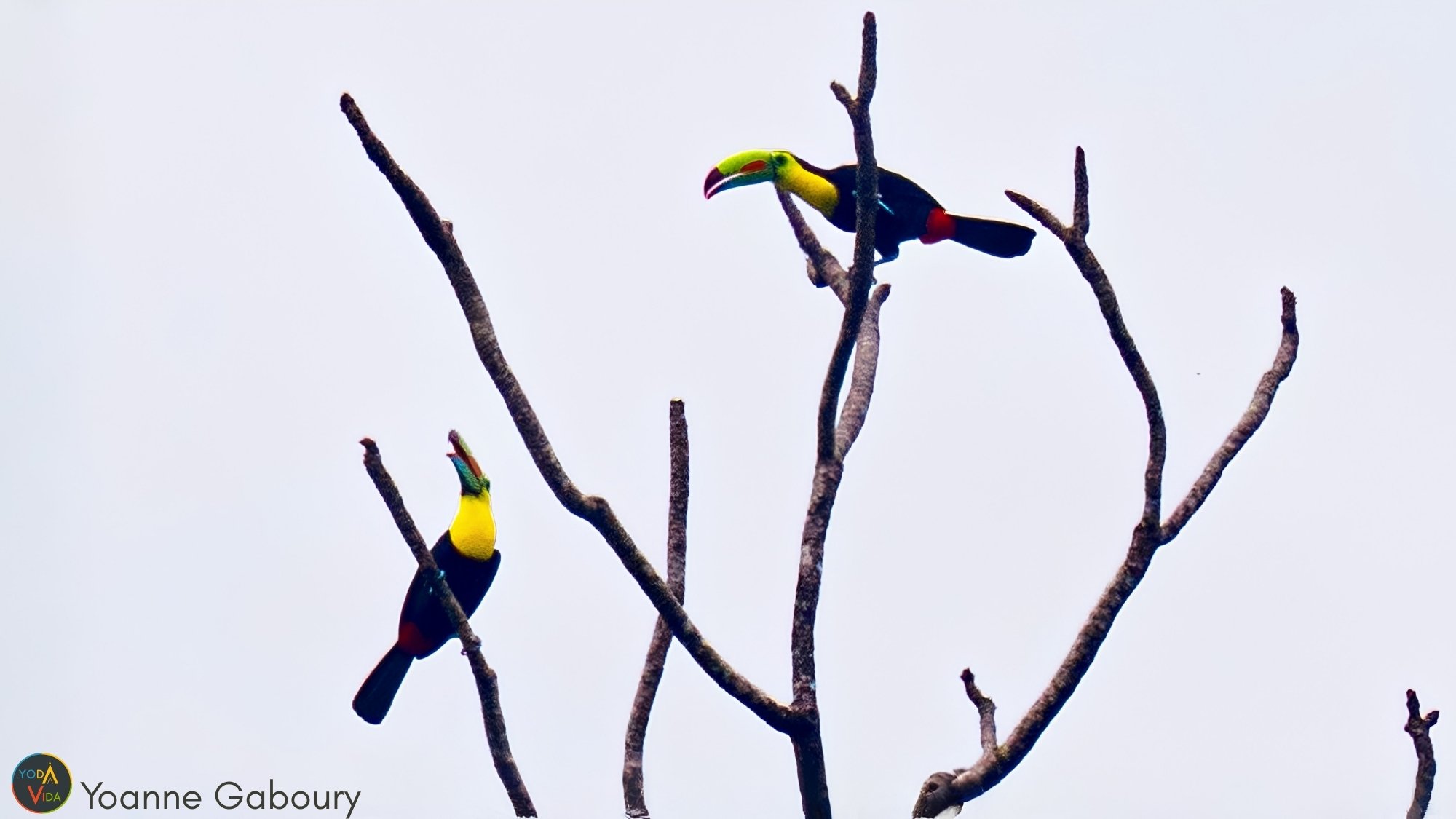 Keel billed Toucan Ramphastos sulfuratus 1