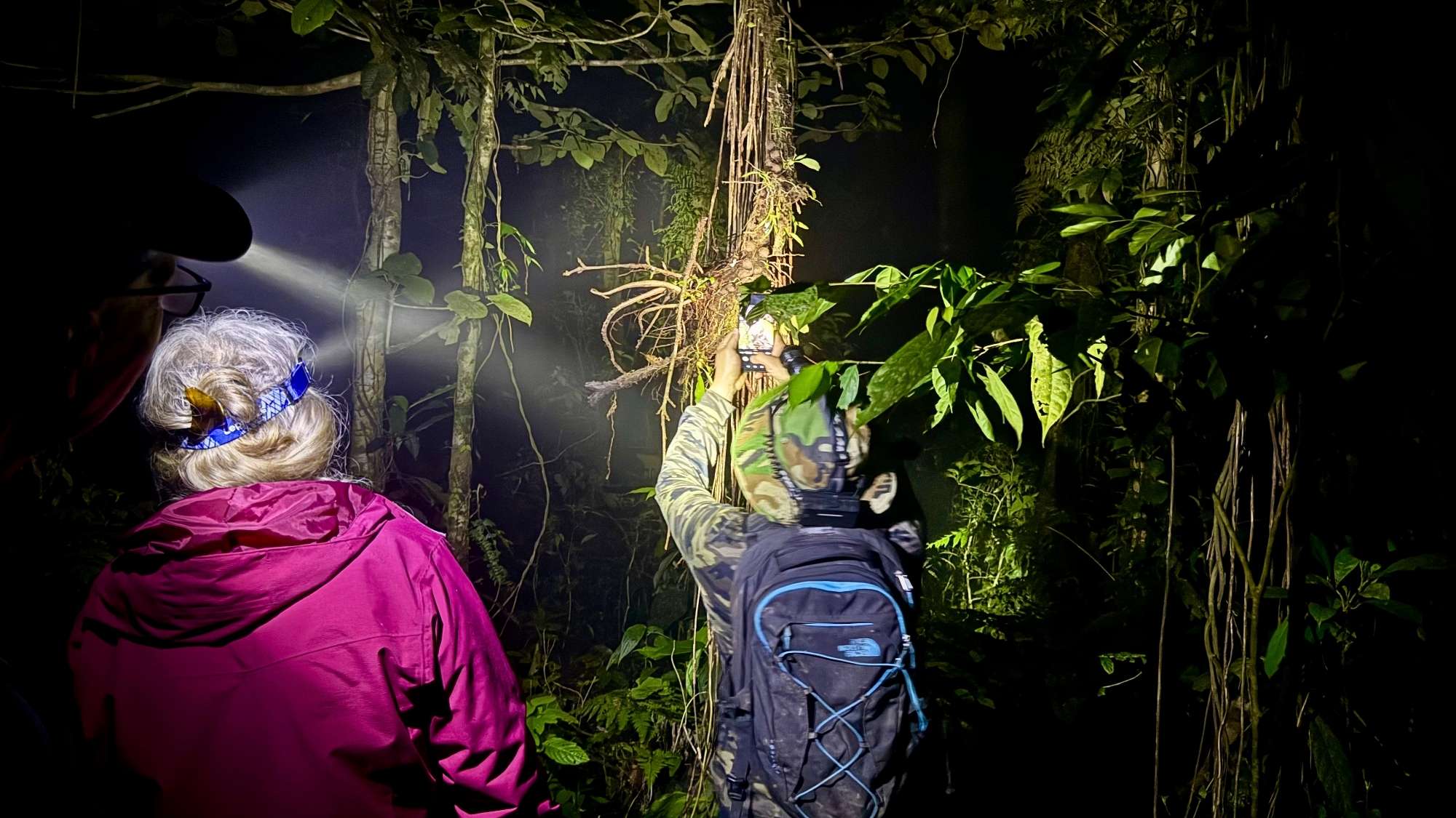 People herping at night in the forest of Santa Fe Veraguas