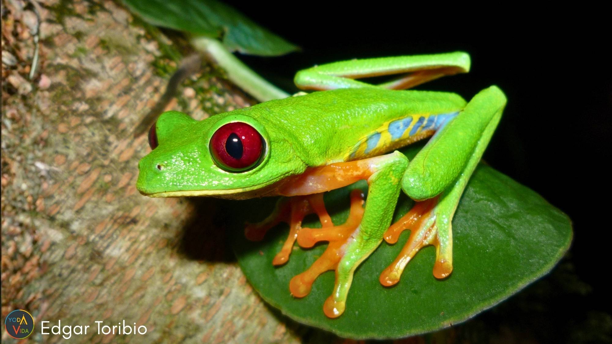 Red-eyed Tree Frog on a green leaf
