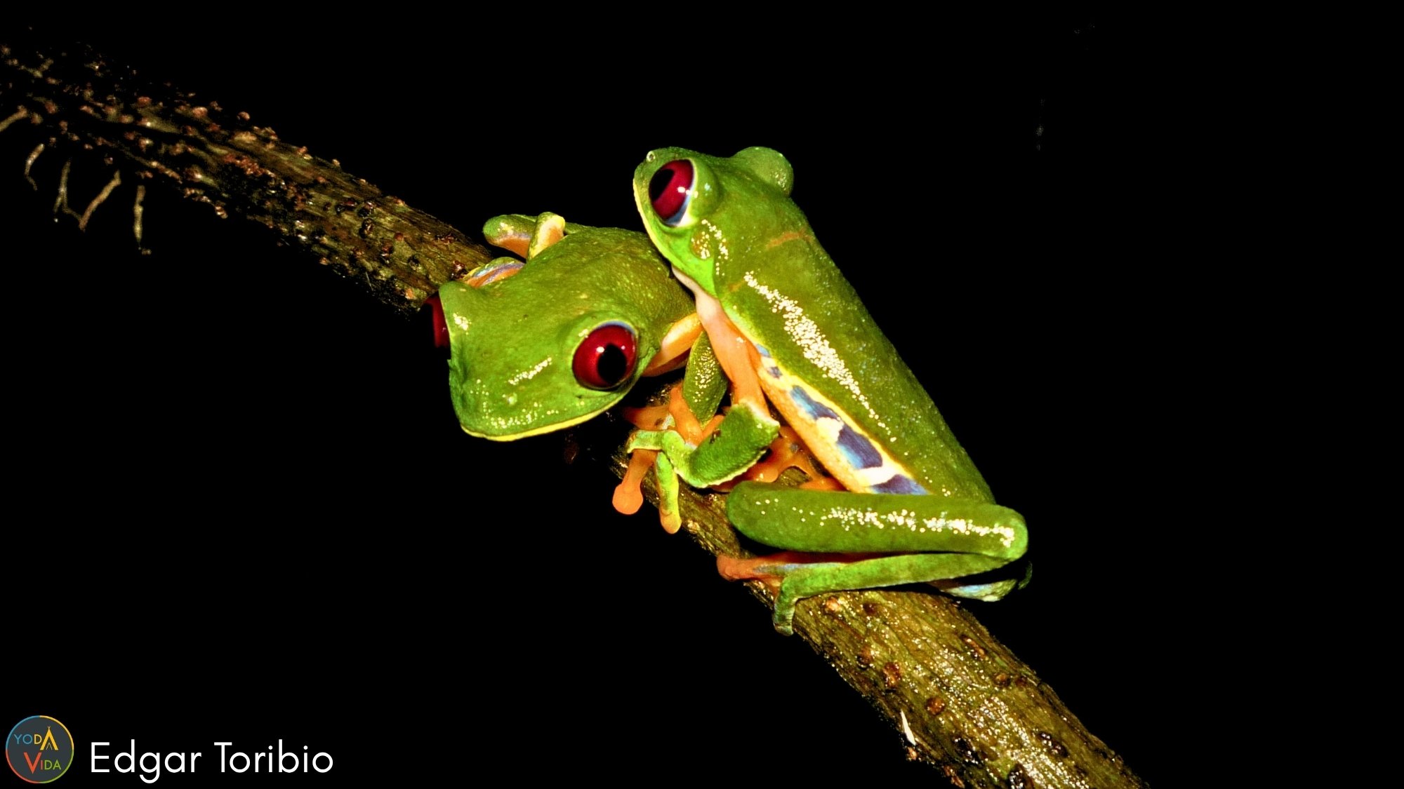 Red eyed Tree Frog Agalychnis callidryas