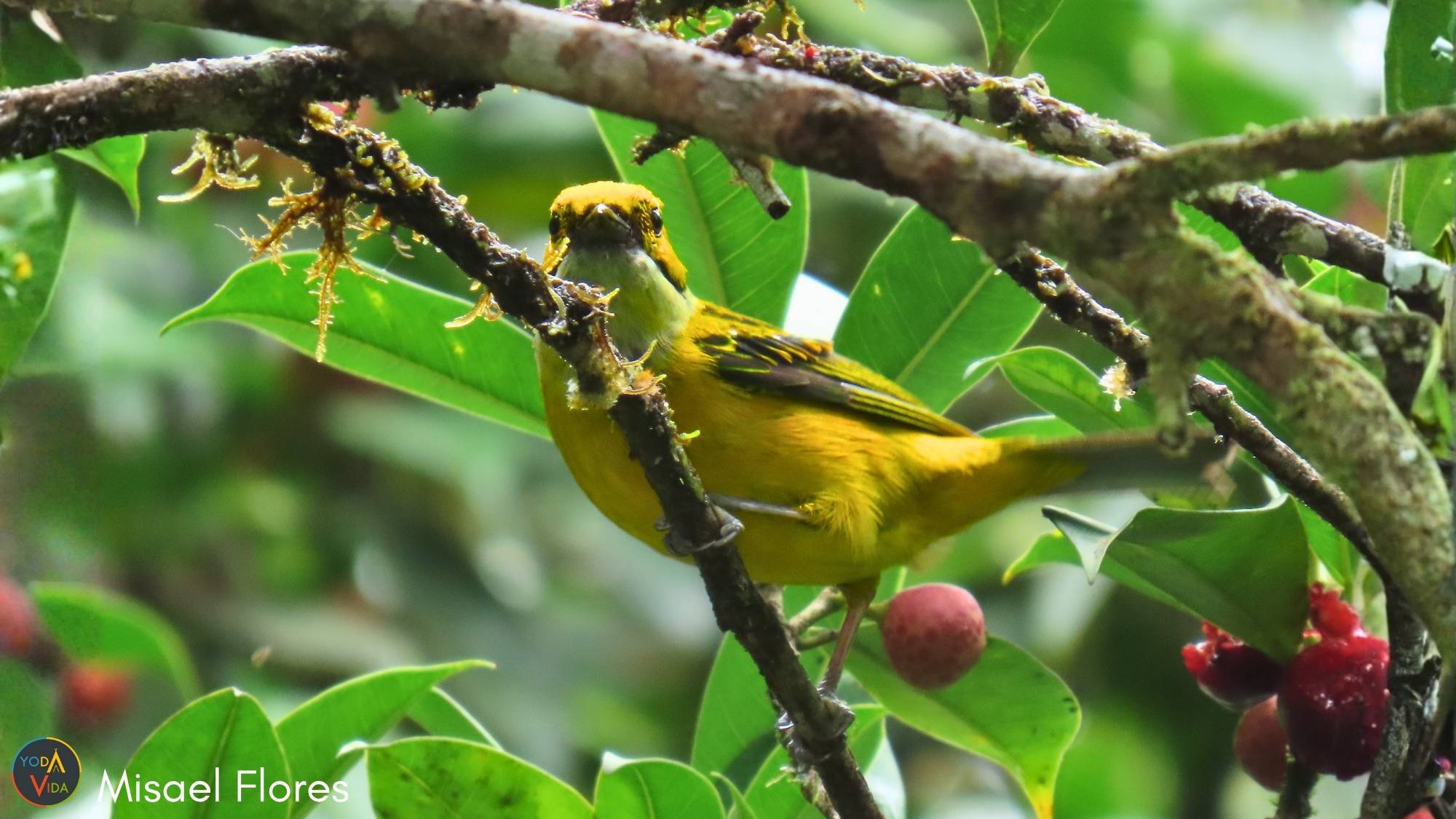 Silver throated Tanager Tangara icterocephala