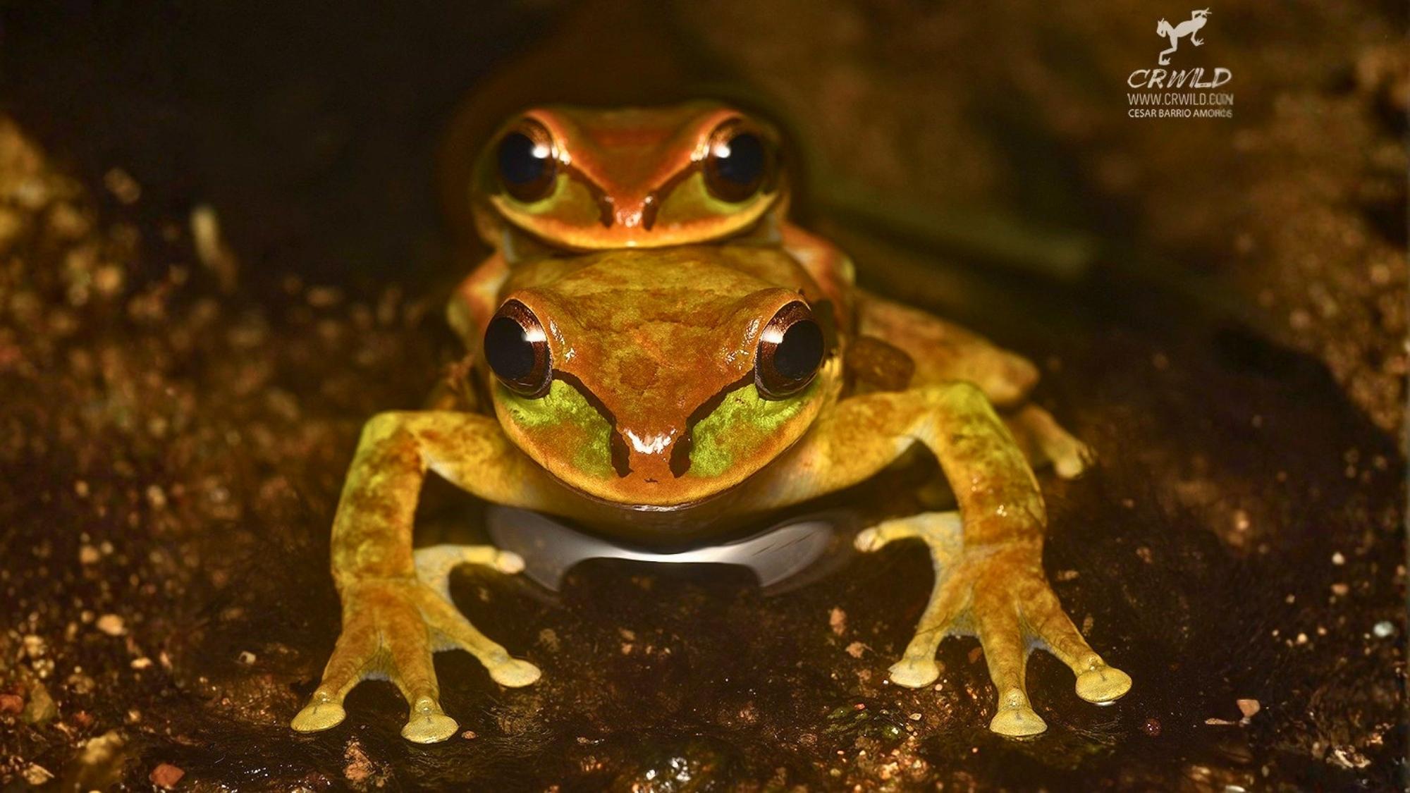 Two frogs, one on top of the other 
