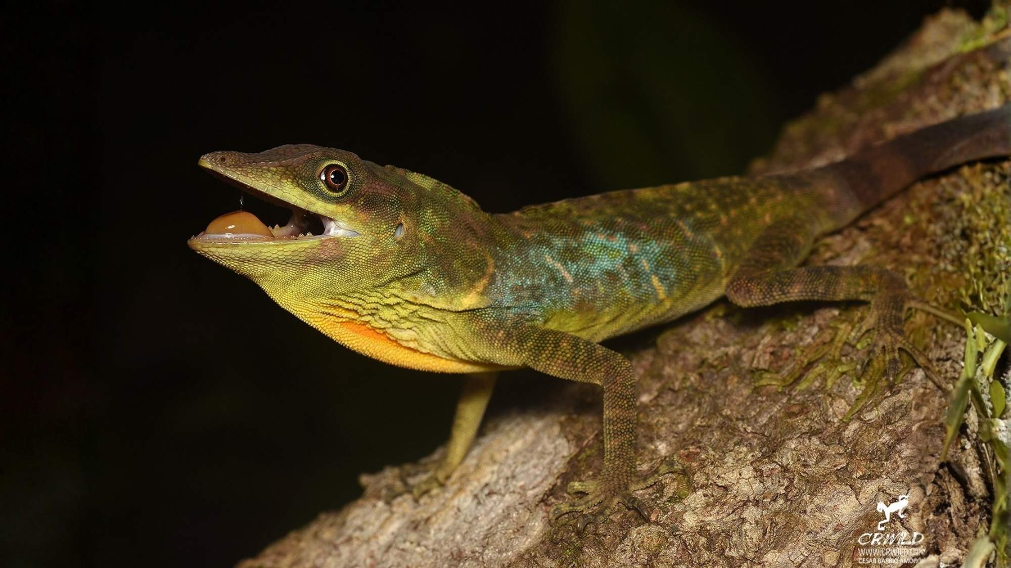Green lizard on a rock
