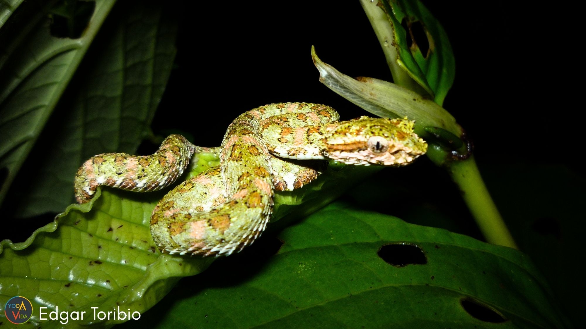 snake