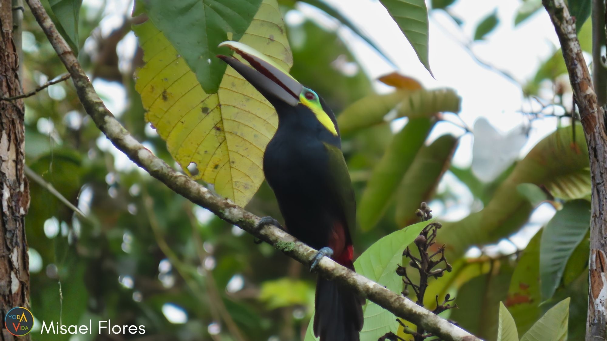 toucan