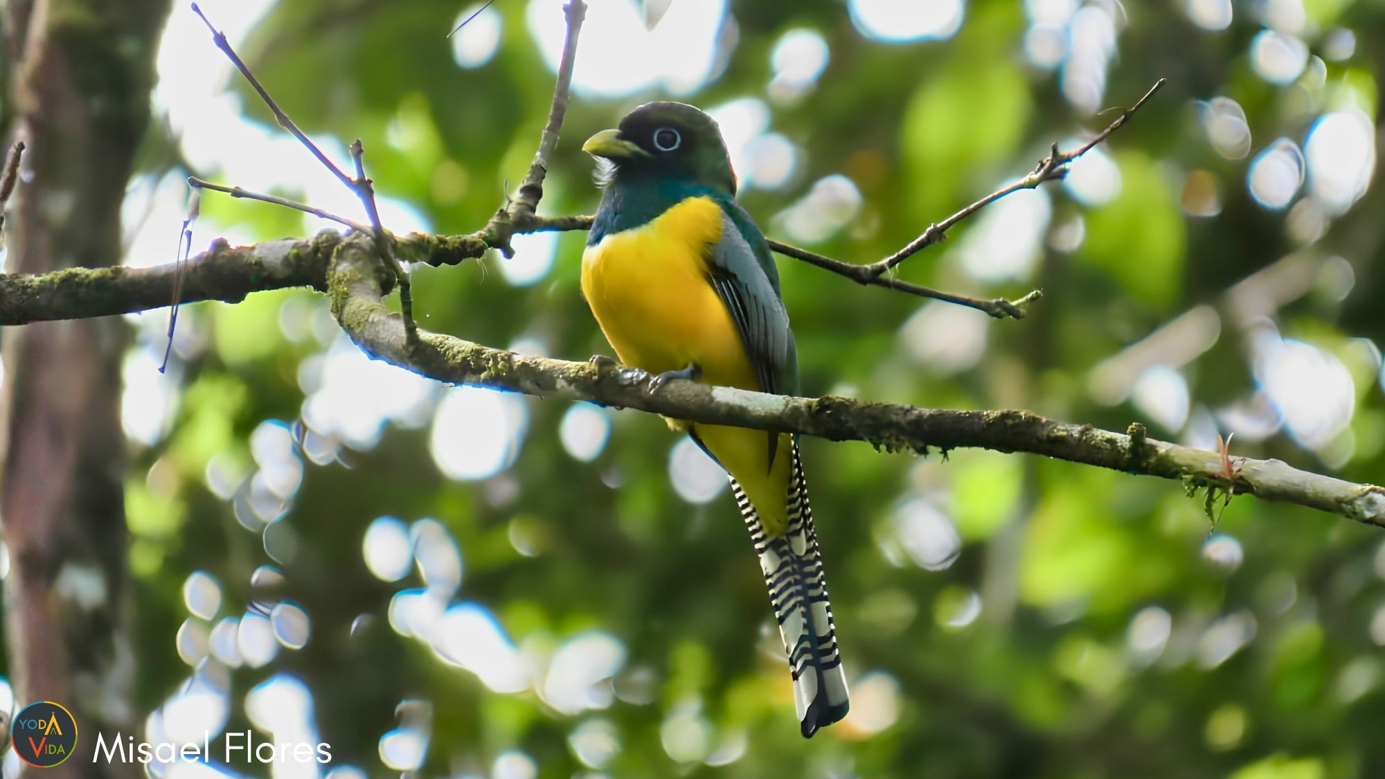 trogon